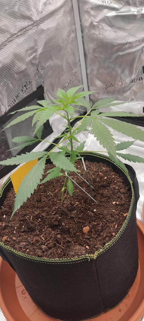 Summer/ Autumn 2026. Week 5