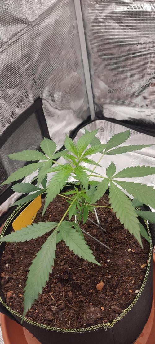 Summer/ Autumn 2026. Week 5