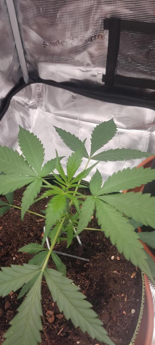 Summer/ Autumn 2026. Week 5