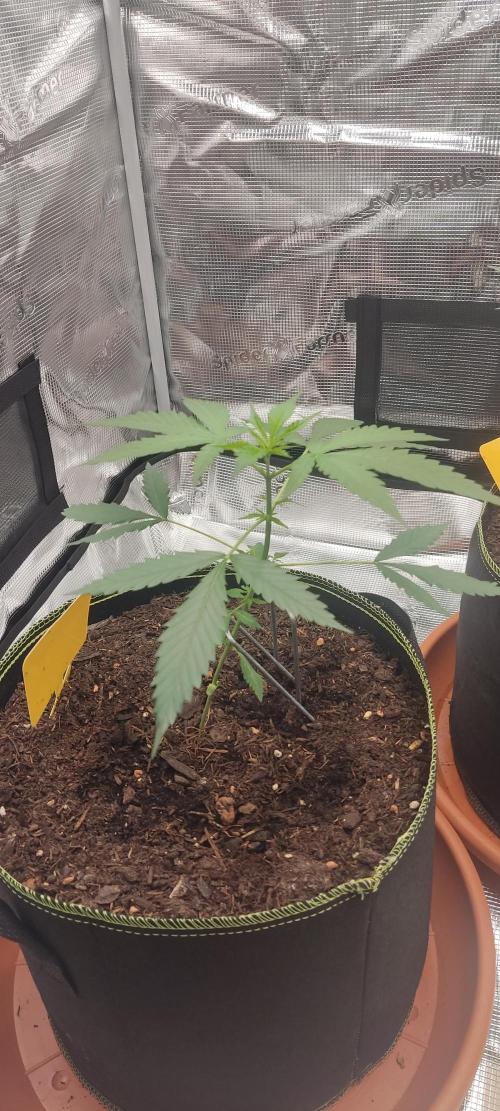 Summer/ Autumn 2026. Week 5