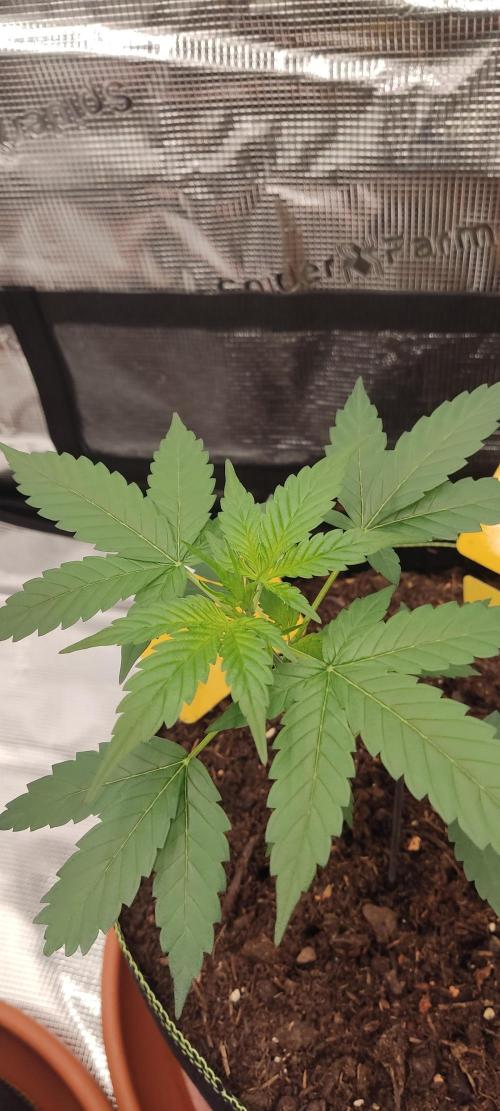 Summer/ Autumn 2026. Week 5