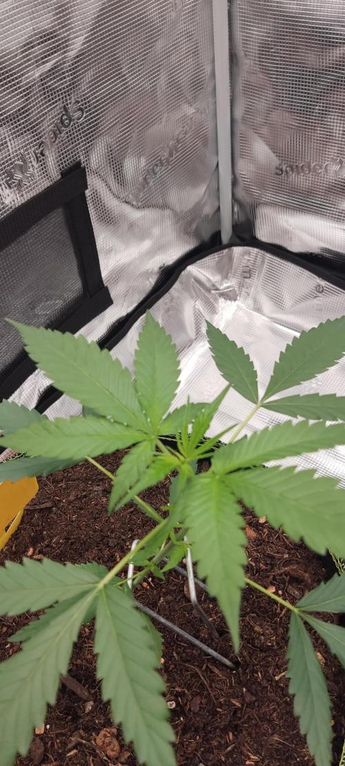 Summer/ Autumn 2026. Week 5