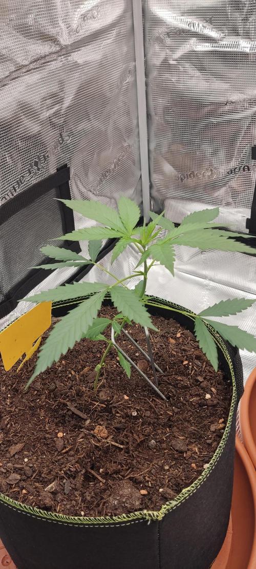 Summer/ Autumn 2026. Week 5