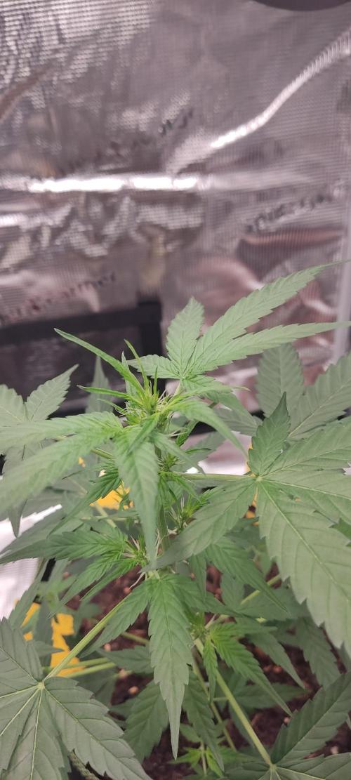 Summer/ Autumn 2026. Week 6