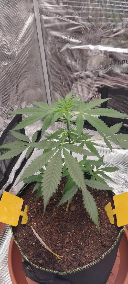 Summer/ Autumn 2026. Week 6