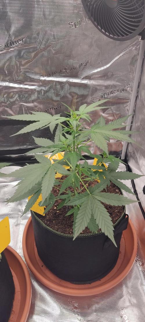Summer/ Autumn 2026. Week 6