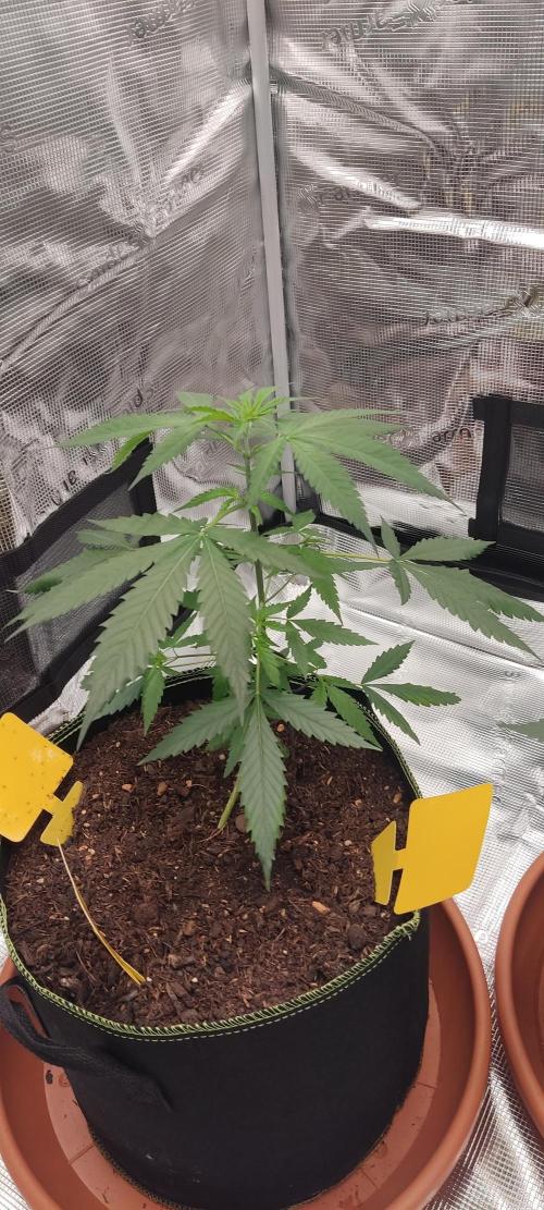 Summer/ Autumn 2026. Week 6