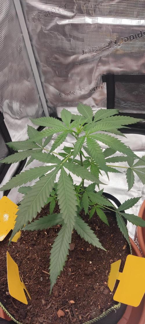 Summer/ Autumn 2026. Week 6