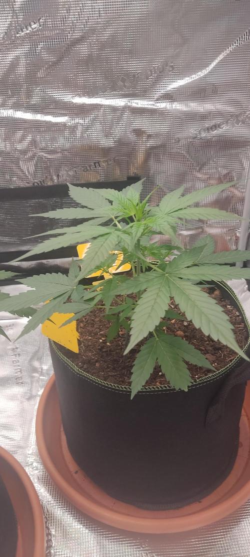 Summer/ Autumn 2026. Week 6