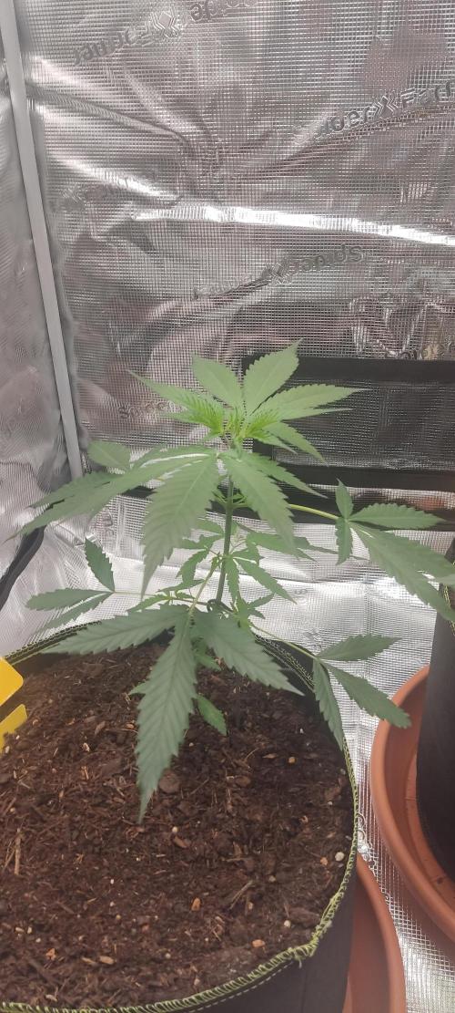 Summer/ Autumn 2026. Week 6