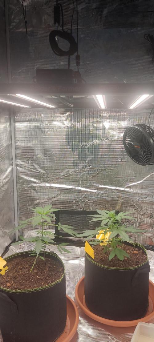 Summer/ Autumn 2026. Week 6