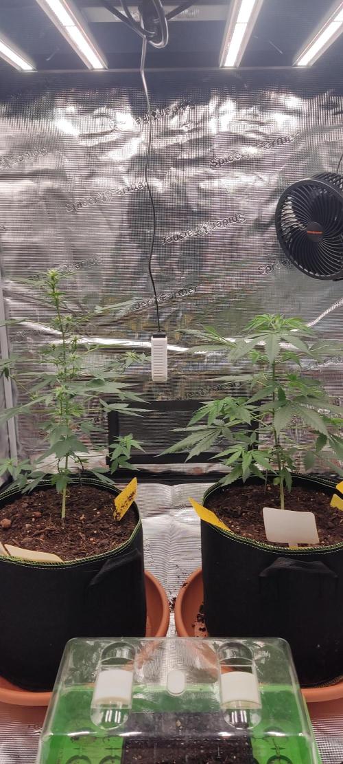 Summer/ Autumn 2026. Week 7