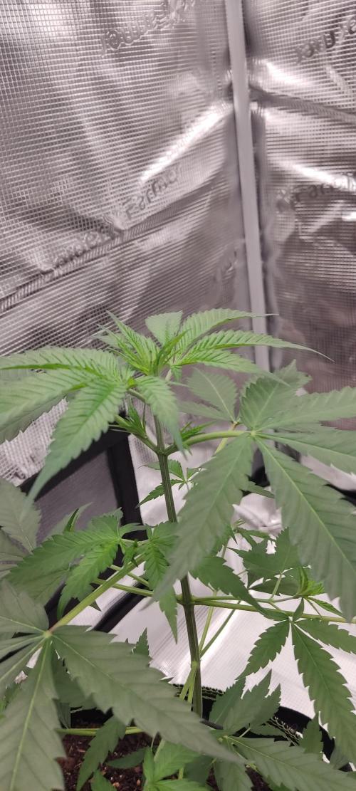 Summer/ Autumn 2026. Week 7
