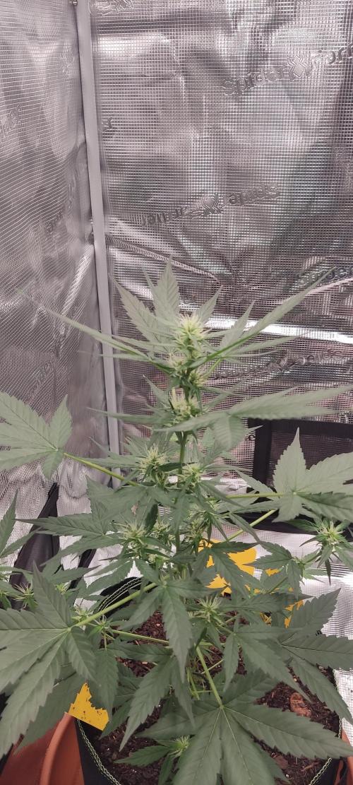 Summer/ Autumn 2026. Week 8
