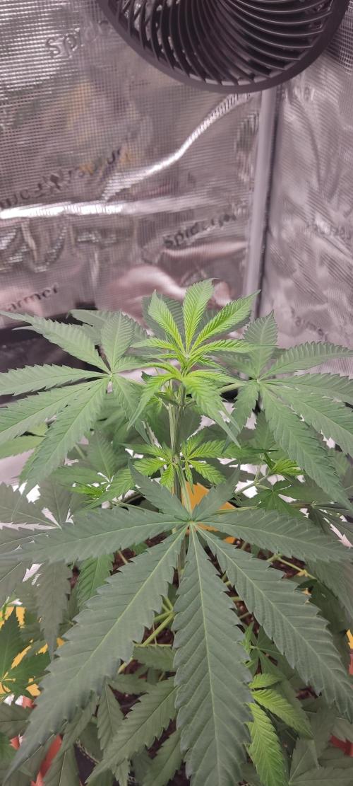 Summer/ Autumn 2026. Week 8
