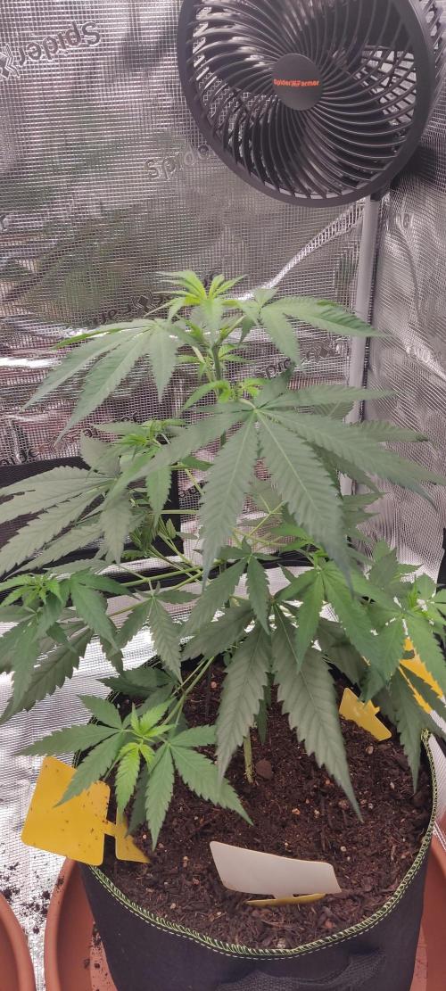 Summer/ Autumn 2026. Week 8