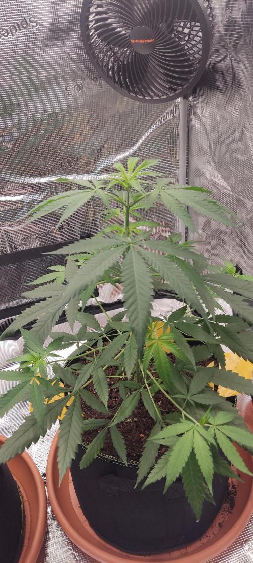 Summer/ Autumn 2026. Week 8