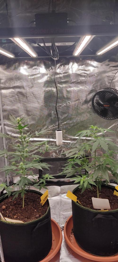 Summer/ Autumn 2026. Week 8