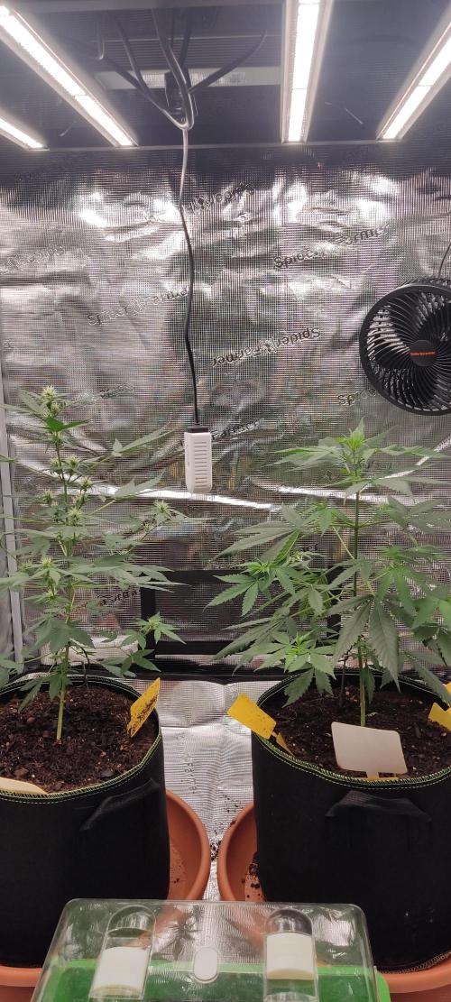 Summer/ Autumn 2026. Week 8