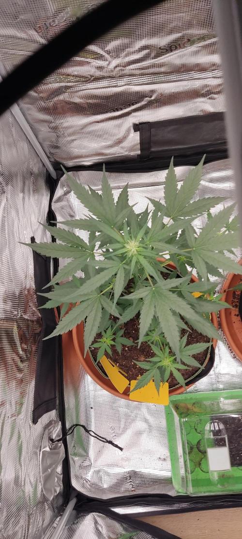 Summer/ Autumn 2026. Week 8