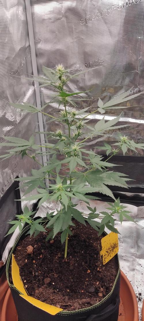 Summer/ Autumn 2026. Week 8