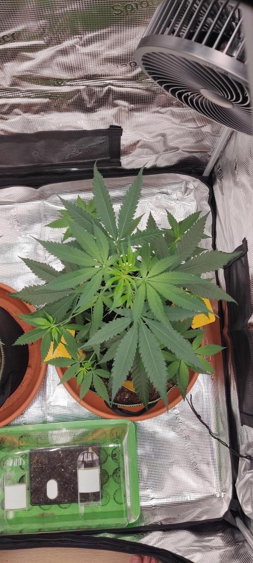 Summer/ Autumn 2026. Week 8