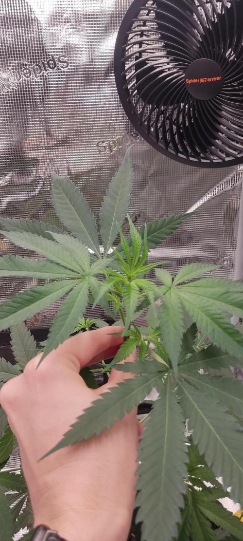 Summer/ Autumn 2026. Week 8