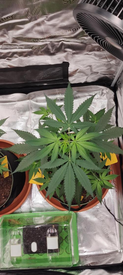 Summer/ Autumn 2026. Week 8