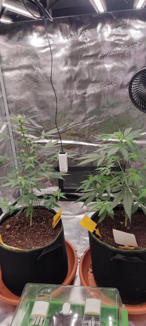 Summer/ Autumn 2026. Week 8