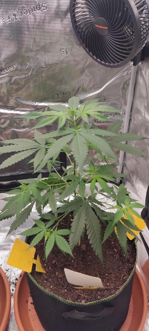 Summer/ Autumn 2026. Week 8