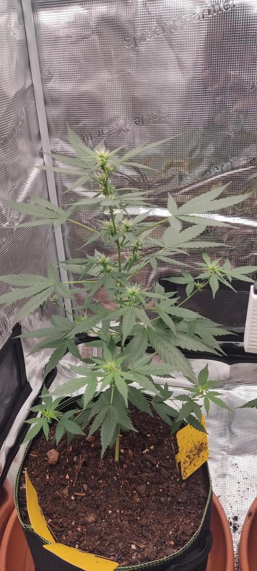 Summer/ Autumn 2026. Week 8