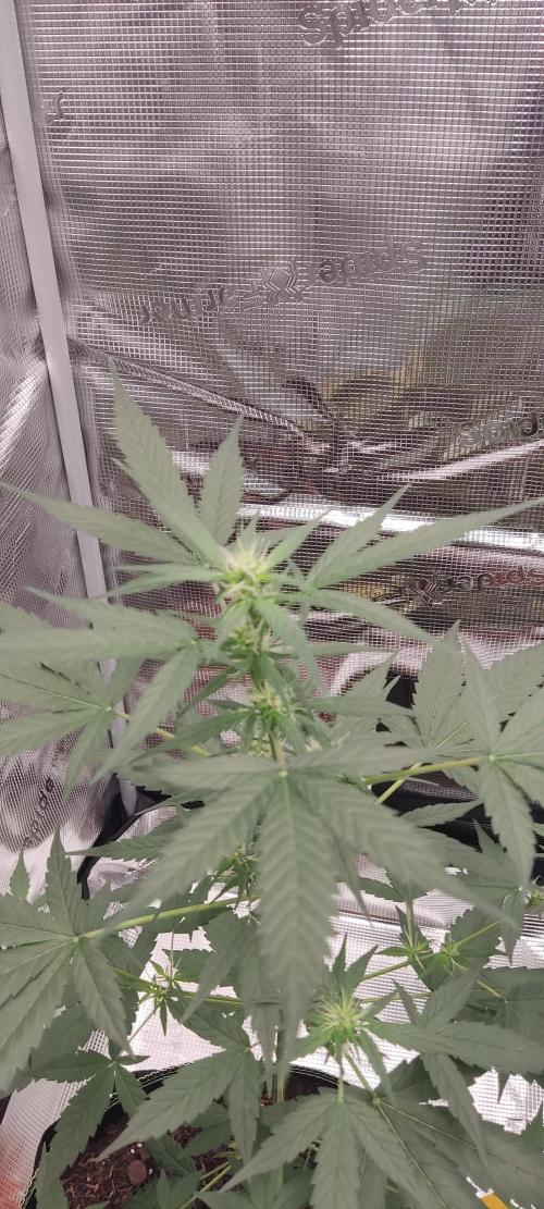 Summer/ Autumn 2026. Week 8