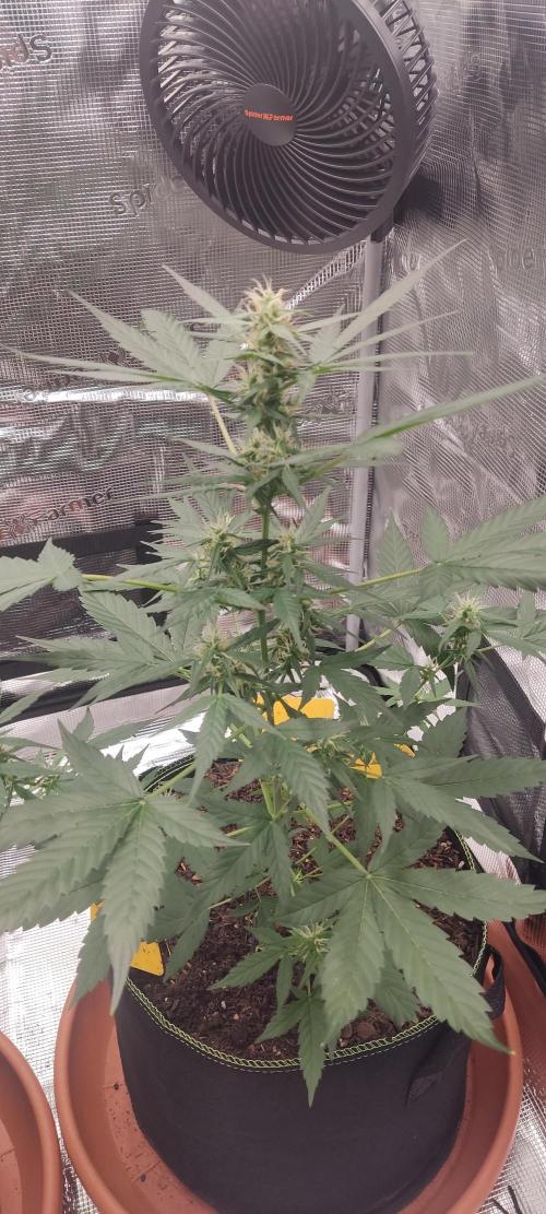 Summer/ Autumn 2026. Week 9