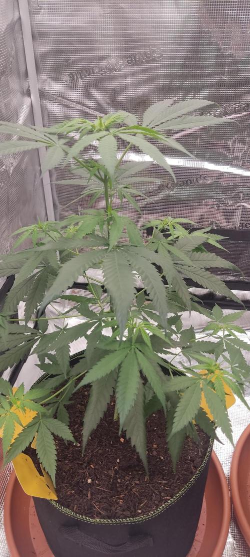 Summer/ Autumn 2026. Week 9