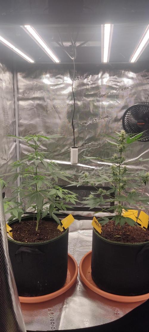 Summer/ Autumn 2026. Week 9