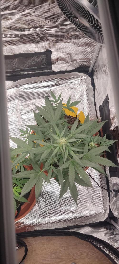 Summer/ Autumn 2026. Week 9