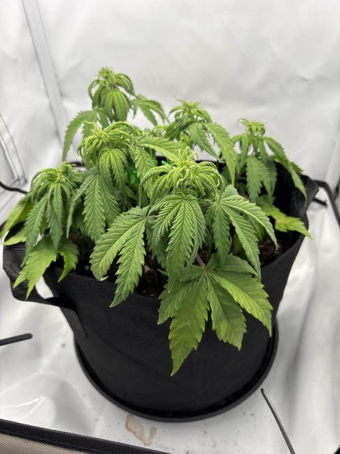 Super Boof Auto. Week 5