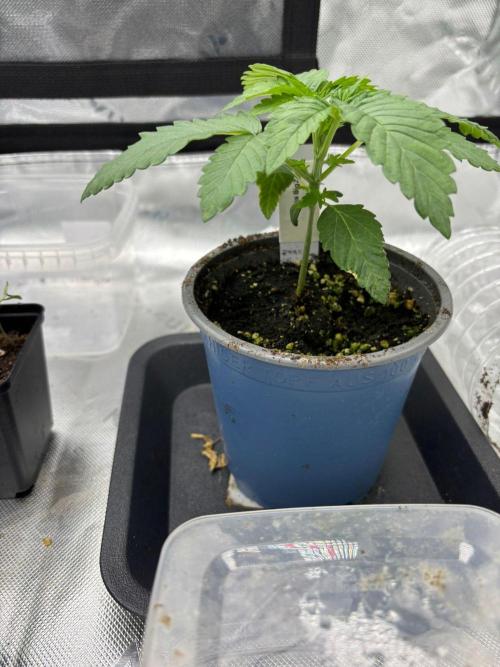 Cookies Big Z & Power Plant Run. Week 2 - Big Z von Cookies 17.04.2026