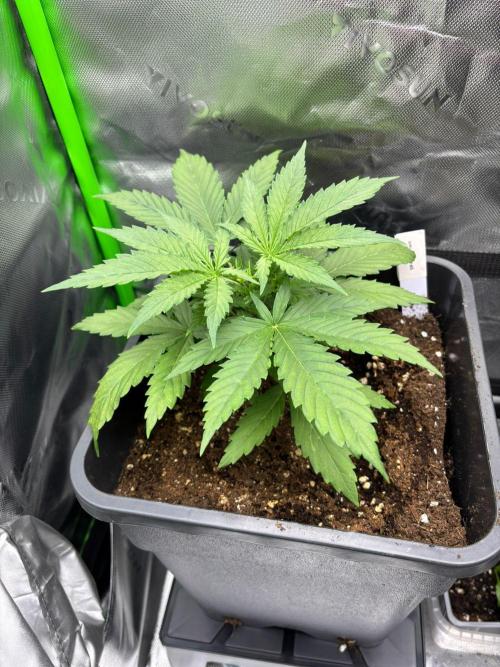 Cookies Big Z & Power Plant Run. Week 3 - Power Plant 24.04.26
1
