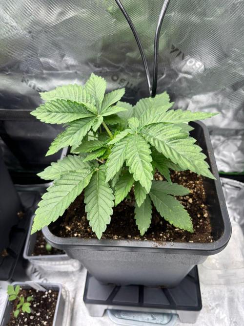 Cookies Big Z & Power Plant Run. Week 3 - Big Z 24.04.26
1