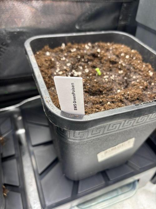 Experiment Sweet Seeds Green Poison. Week 0 - 27.04.2026 Keimung