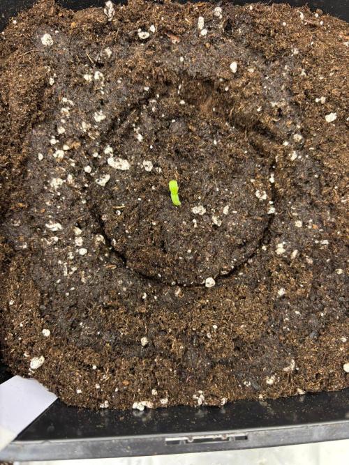 Experiment Sweet Seeds Green Poison. Week 0 - 27.04.2026 Keimung