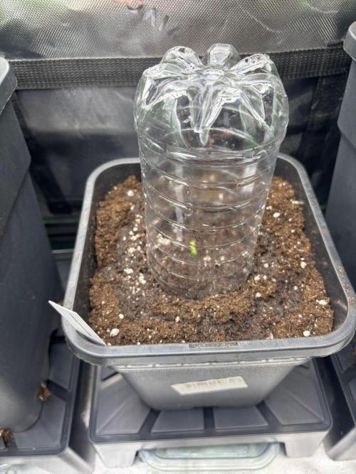 Experiment Sweet Seeds Green Poison. Week 0 - 27.04.2026 Keimung