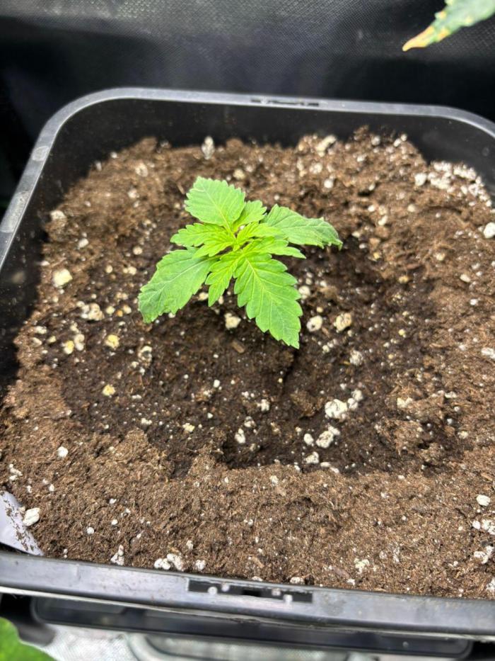 Experiment Sweet Seeds Green Poison. Week 1 - Green Poison 06.05.2026