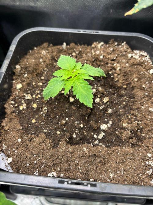 Green Poison. Week 1