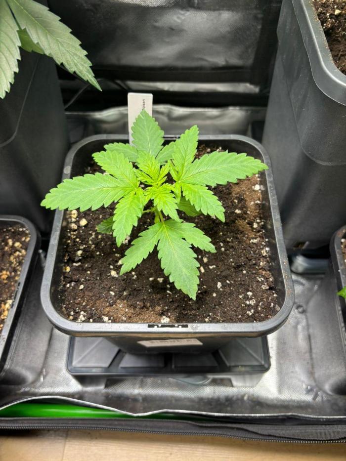 Experiment Sweet Seeds Green Poison. Week 2