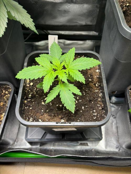 Green Poison. Week 2