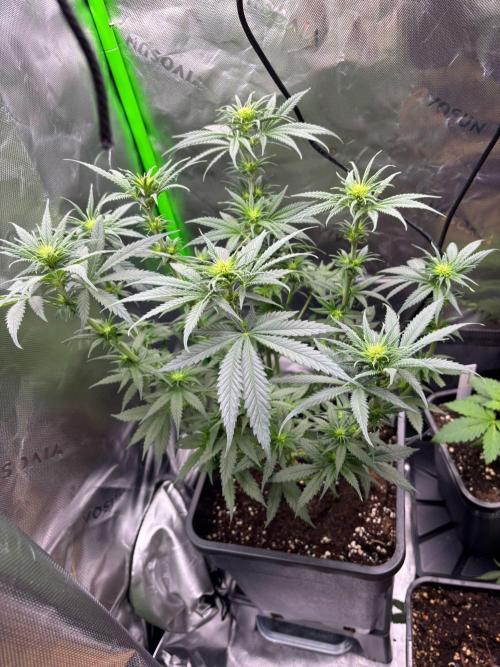 Cookies Big Z & Power Plant Run. Week 6 - PowerPlant 15.05.2026