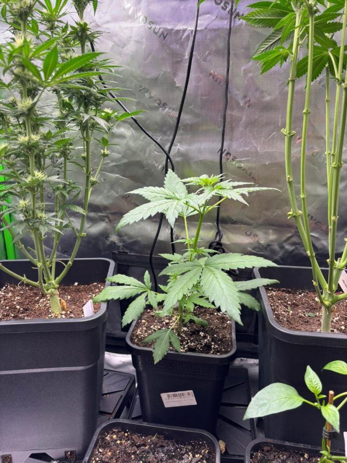 Experiment Sweet Seeds Green Poison. Week 3 - Green Poison 23.05.2026