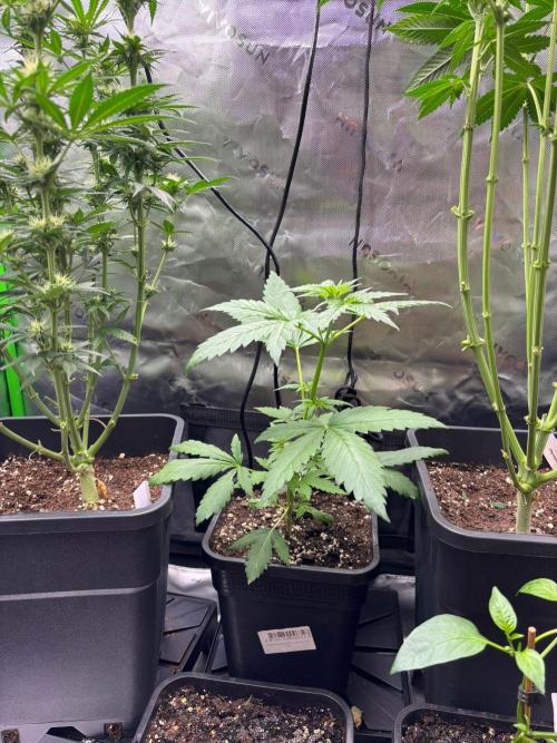 Green Poison. Week 3